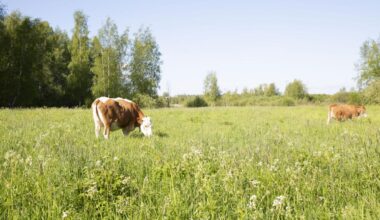 Luonnonhoito, ennallistaminen ja uusioelinympäristöt [Tampereen kaupunki
