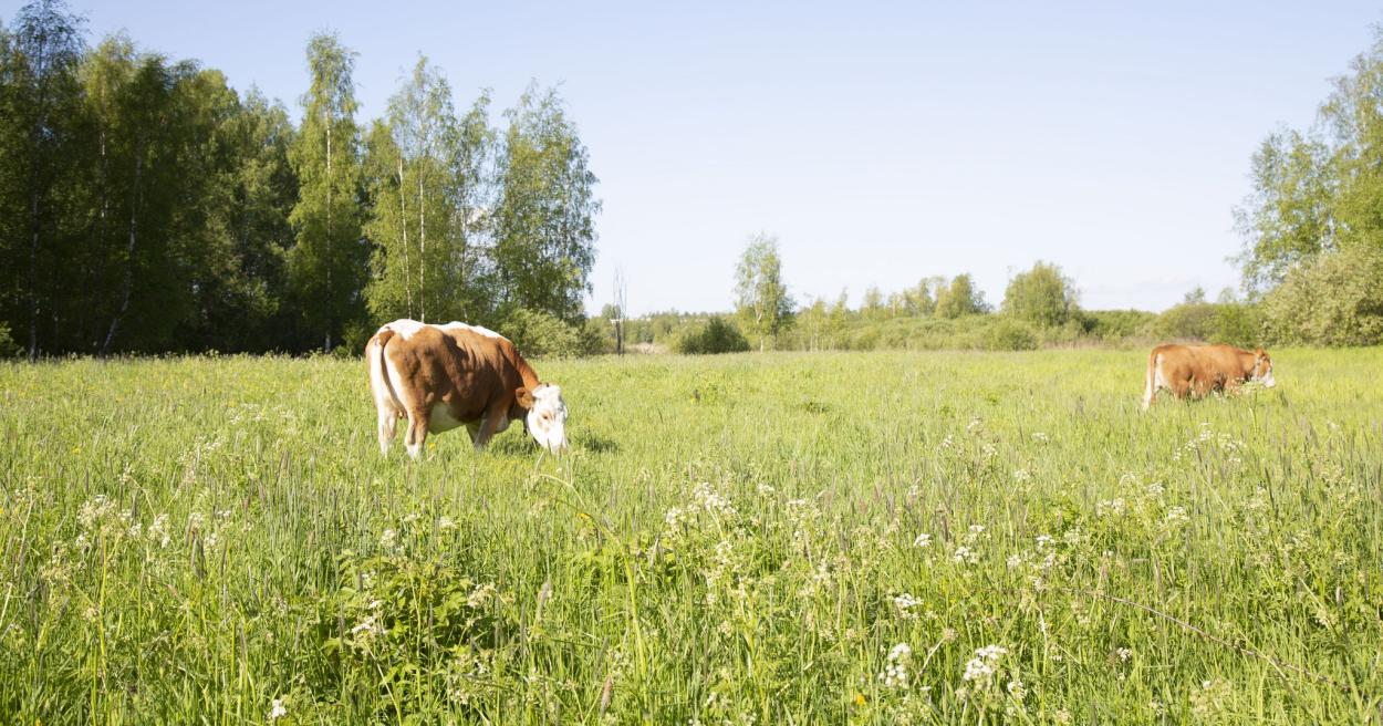 Luonnonhoito, ennallistaminen ja uusioelinympäristöt [Tampereen kaupunki