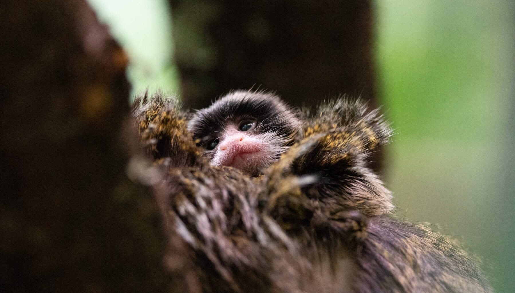 Ilouutisia Korkeasaaresta: suloiset keisaritamariinit saivat perheenlisäystä