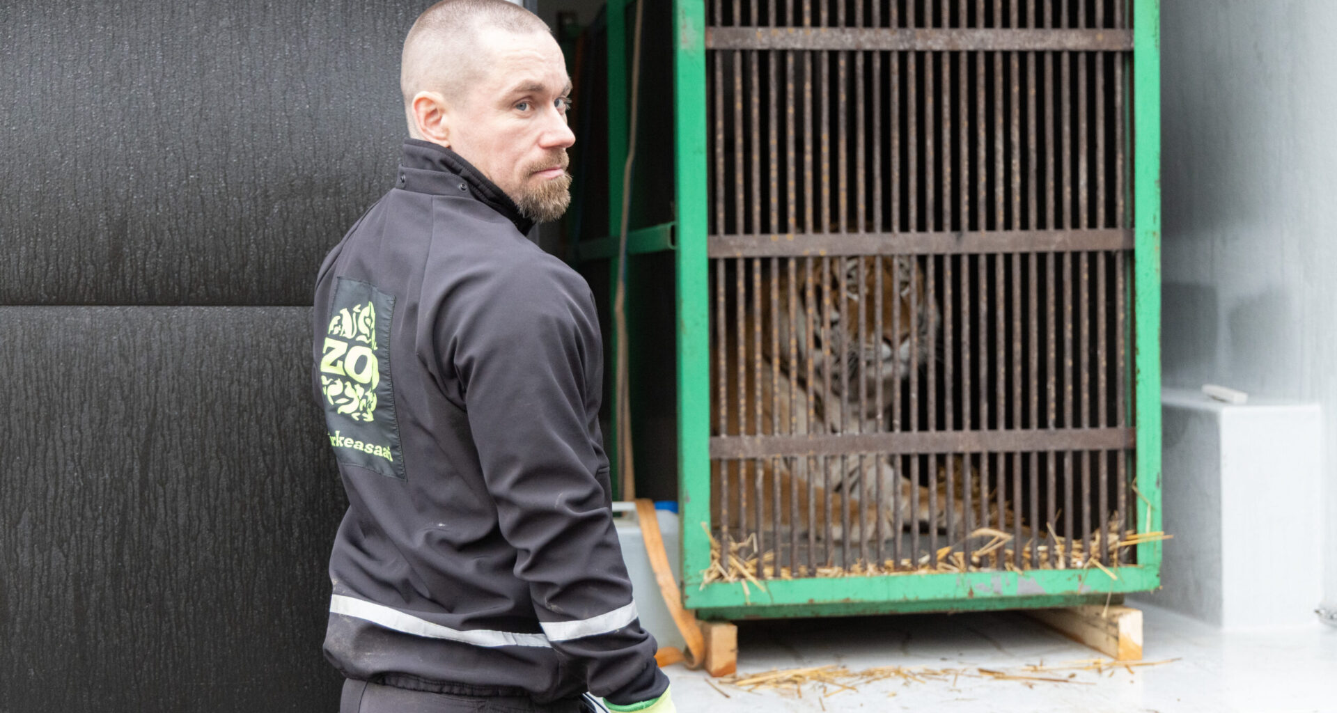 Korkeasaareen saapui nuori amurintiikeriuros - katso kuva uudesta tulokkaasta