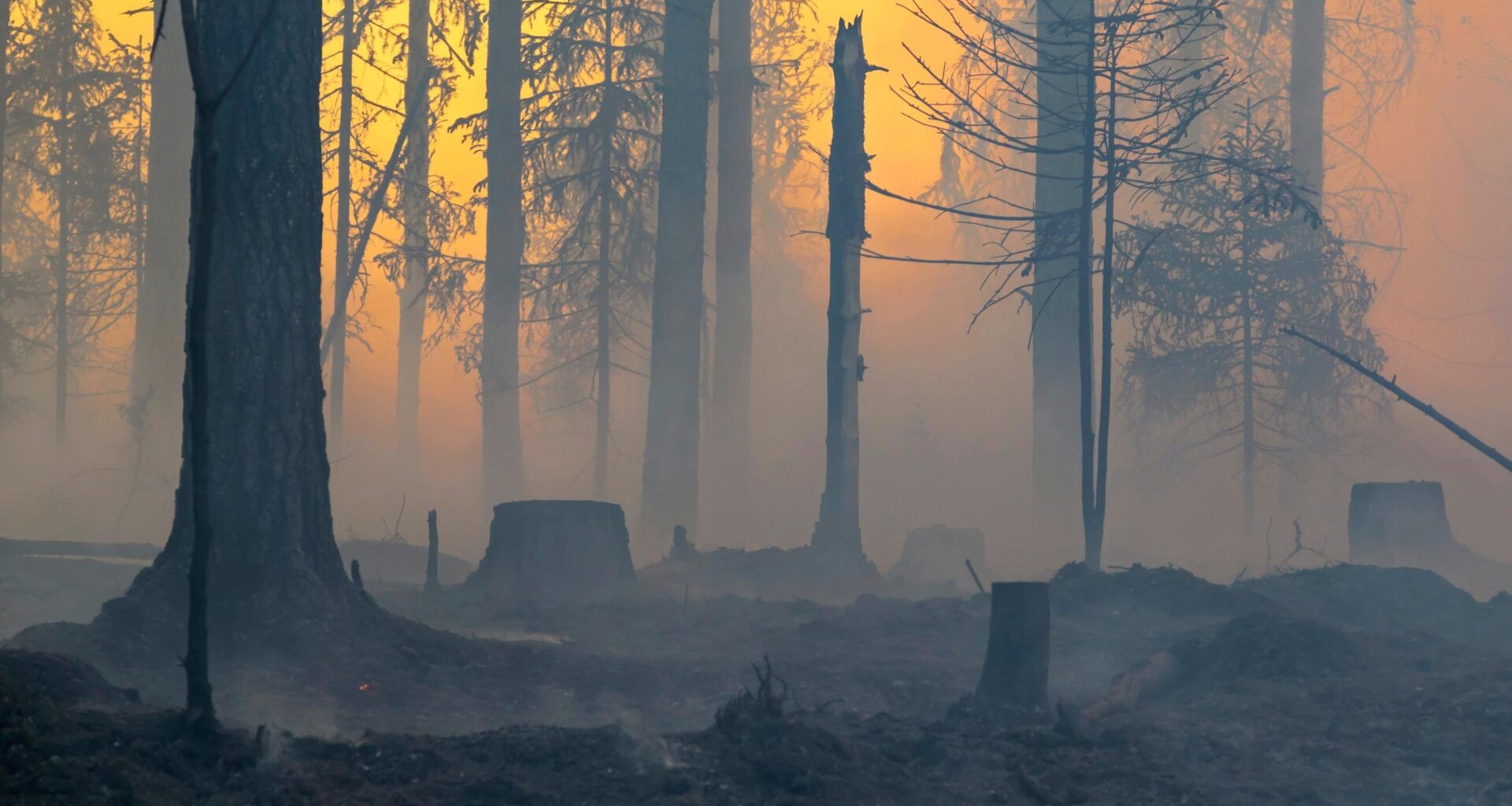 Metsän kulotus tuo hyvän marjasadon ja tilaa uusille lajeille