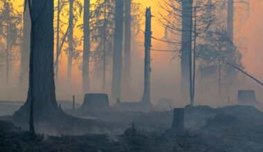 Metsän kulotus tuo hyvän marjasadon ja tilaa uusille lajeille