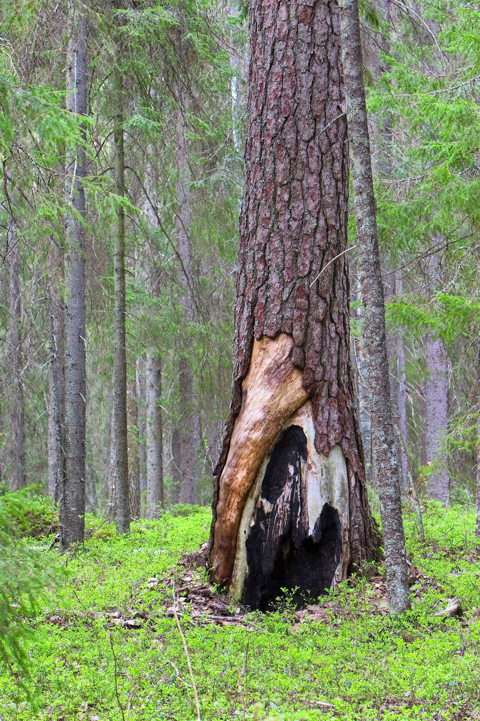 Mänty selviää metsäpaloista hyvin paksun kaarnansa ansiosta. Hiiltyneet palokorot kertovat metsäpalojen riehuneen joskus alueella.