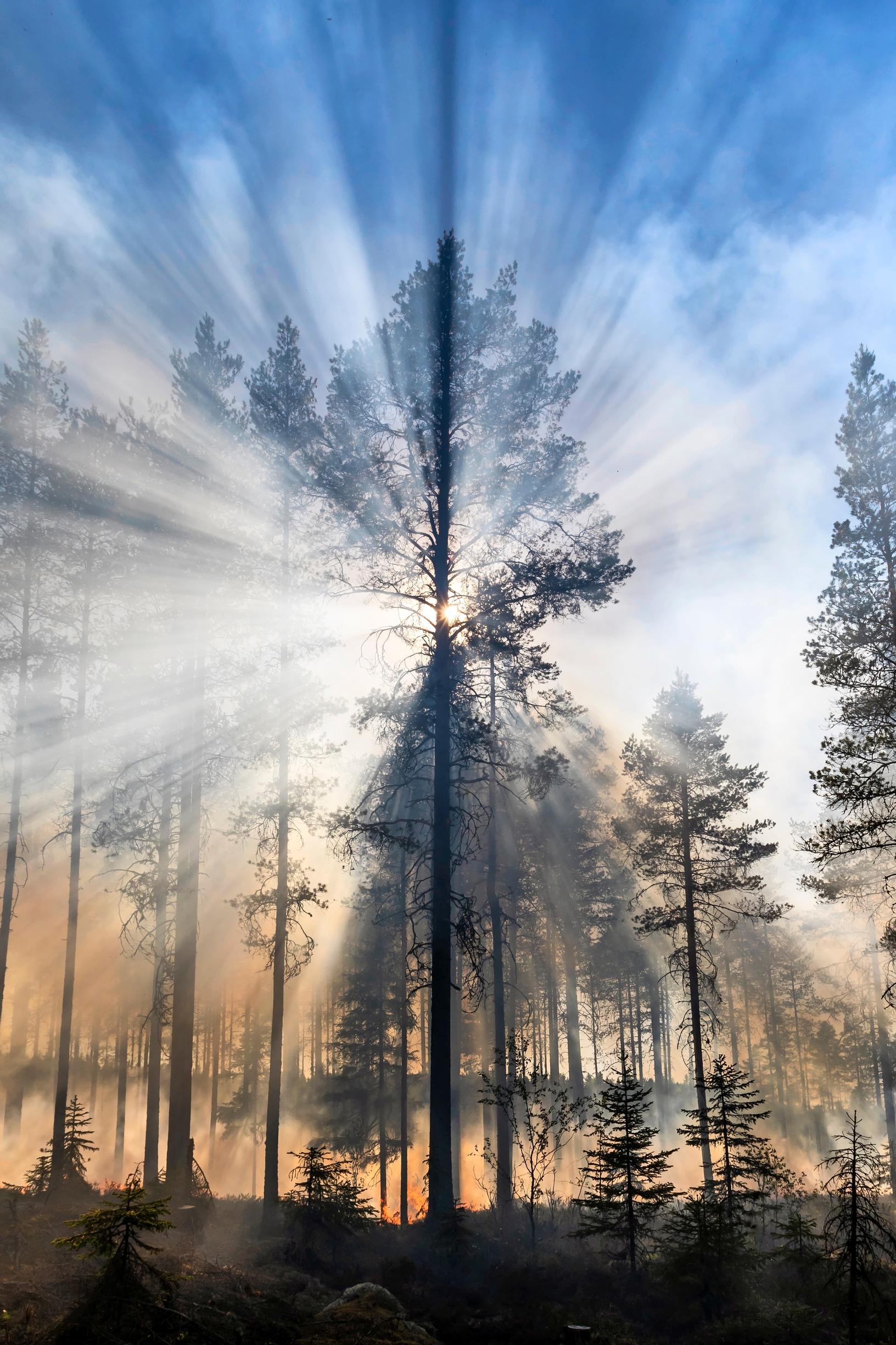 Liekkien hiivuttua savu ja höyry nousevat kuumasta maasta. Aluskasvillisuus on palanut lähes täysin ja mäntyjen rungot ovat hiiltyneet.