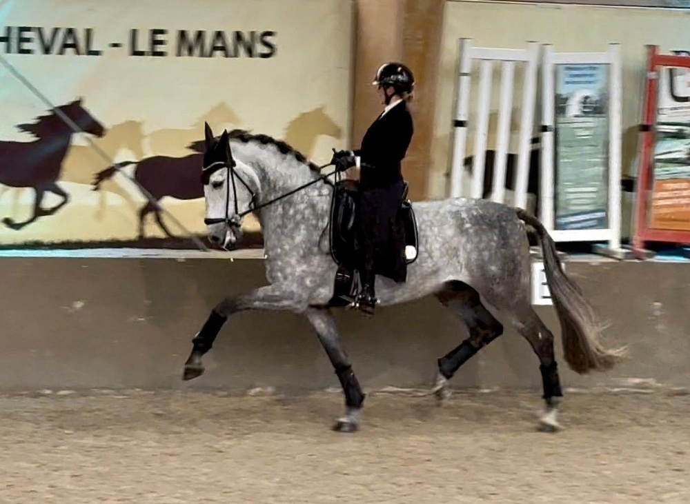 Mikaela Soratie hopealle barokkihevosten EM-finaalissa