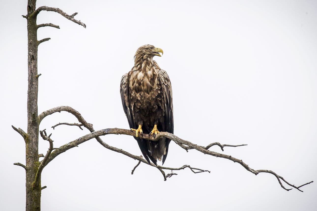 Merikotkan pesinnät onnistuvat maakotkaa vakaammin, sillä ne syövät kaloja kun taas maakotkan syövät kanalintuja, jäniksiä ja poronvasoja.