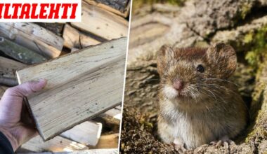 Söpö eläin levittää nyt rajuakin tautia – Näistä oireista lääkäriin