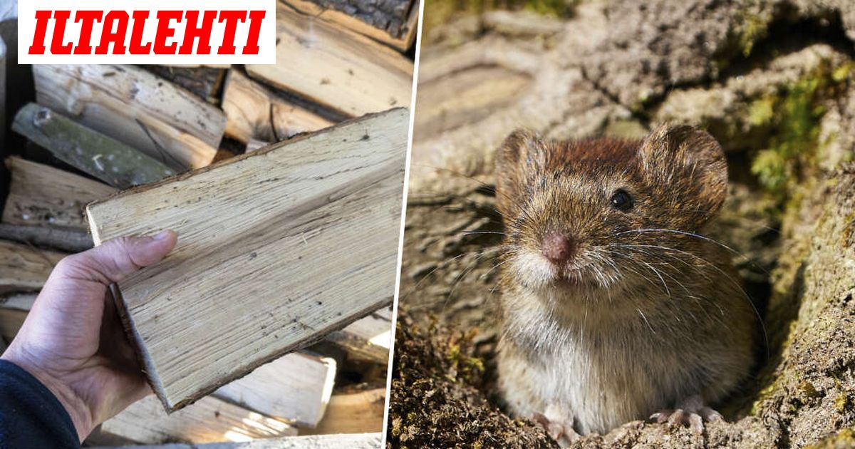 Söpö eläin levittää nyt rajuakin tautia – Näistä oireista lääkäriin