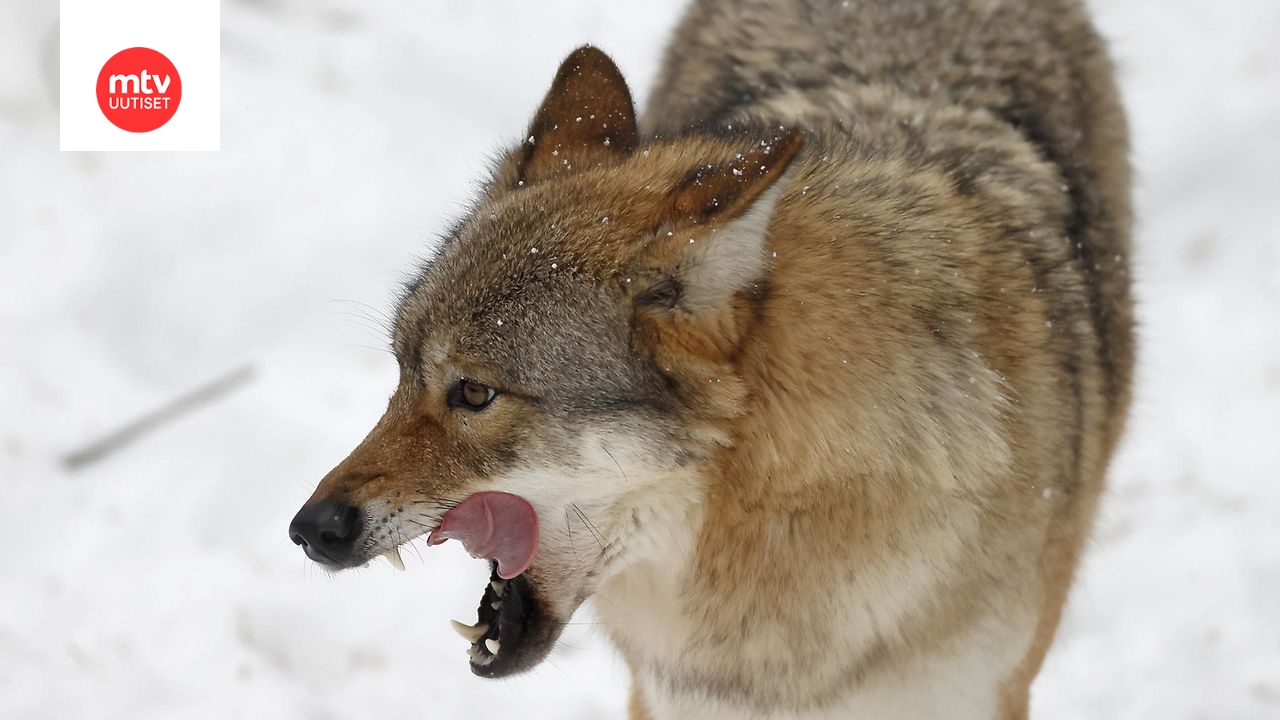 Vaarallisesti käyttäytynyt susi päätettiin tappaa Rantasalmella