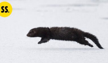 Yle: Mari sai yllätysvieraan vessanpöntön kautta – "Se vaan kuikuili sieltä, oli kauhean söpökin vielä" | Uutissuomalainen