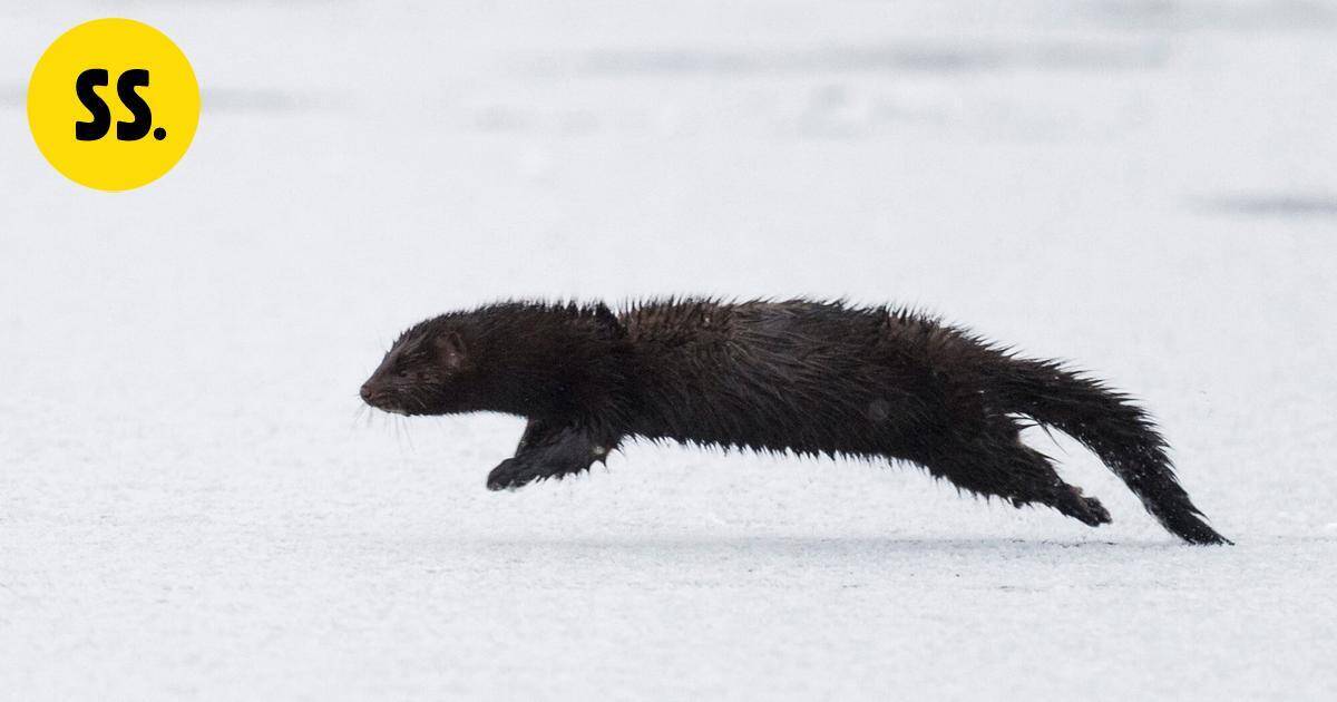 Yle: Mari sai yllätysvieraan vessanpöntön kautta – "Se vaan kuikuili sieltä, oli kauhean söpökin vielä" | Uutissuomalainen