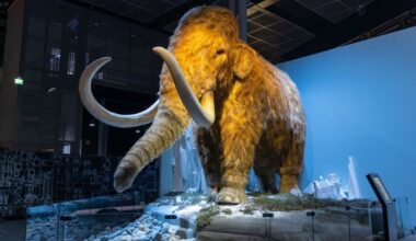 Jääkauden eläimet ja luonto heräävät eloon Heurekan uudessa näyttelyssä