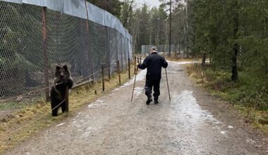 Karhumies Sulo Karjalaiselle ehdollista vankeutta eläinsuojelurikoksesta – myös kaksi muuta tuomittiin | Kotimaa