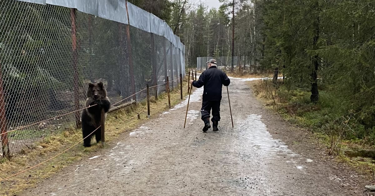 Karhumies Sulo Karjalaiselle ehdollista vankeutta eläinsuojelurikoksesta – myös kaksi muuta tuomittiin | Kotimaa