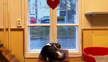 Vaasan kodittomat kissat ovat saamassa uuden kodin viiden vuoden taistelun jälkeen | Kotimaa