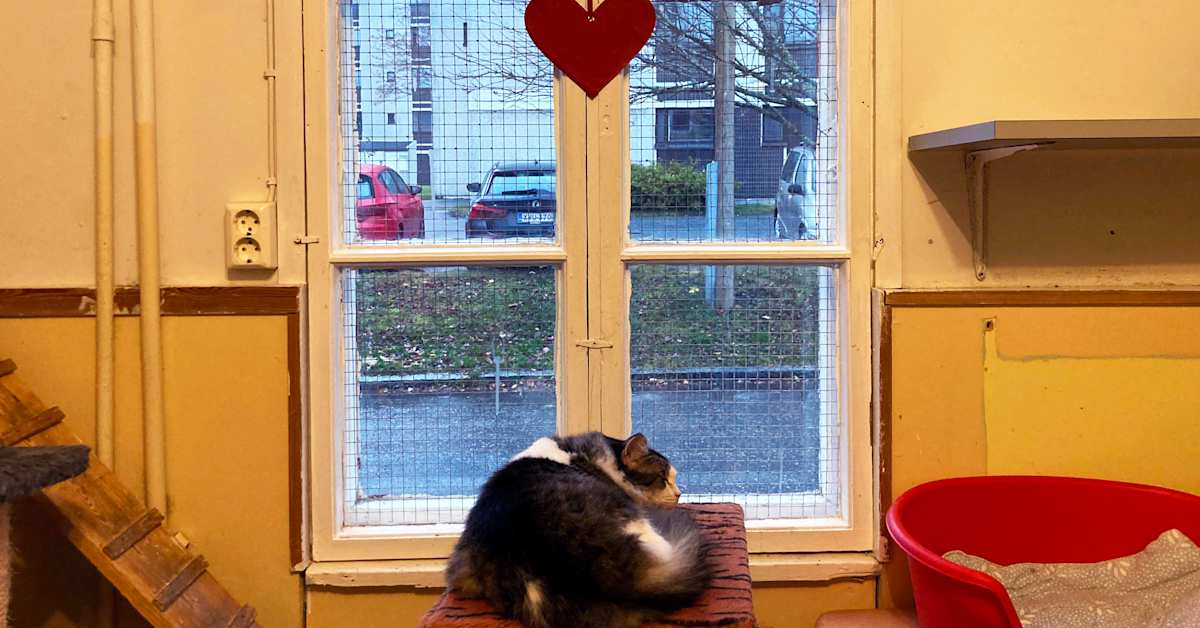 Vaasan kodittomat kissat ovat saamassa uuden kodin viiden vuoden taistelun jälkeen | Kotimaa