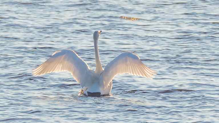 Laulujoutsen kohottautuu vedestä ja alkaa suoristaa siipiään. 
