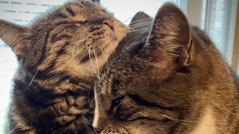 kissat puskevat toisiaan kissatalossa