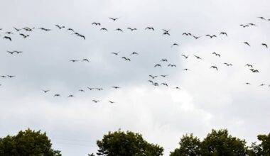 Suurin osa muuttolinnuista on jo lähtenyt talvehtimaan | Uutisia lyhyesti