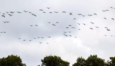 Suurin osa muuttolinnuista on jo lähtenyt talvehtimaan | Uutisia lyhyesti