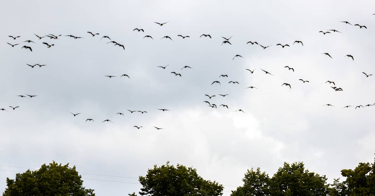 Suurin osa muuttolinnuista on jo lähtenyt talvehtimaan | Uutisia lyhyesti