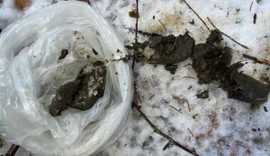 Suden jätösten kerääminen dna-tutkimusta varten alkaa tänään | Uutisia lyhyesti