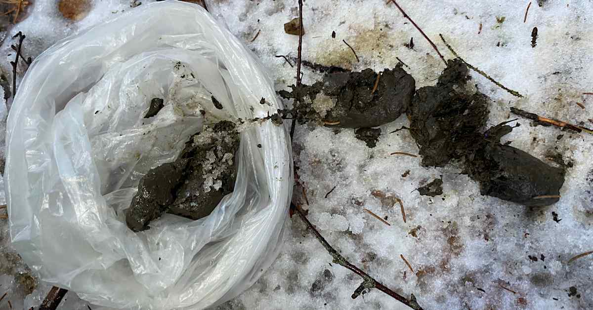 Suden jätösten kerääminen dna-tutkimusta varten alkaa tänään | Uutisia lyhyesti