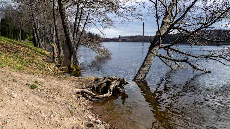 Puu on veden saartamana joessa.