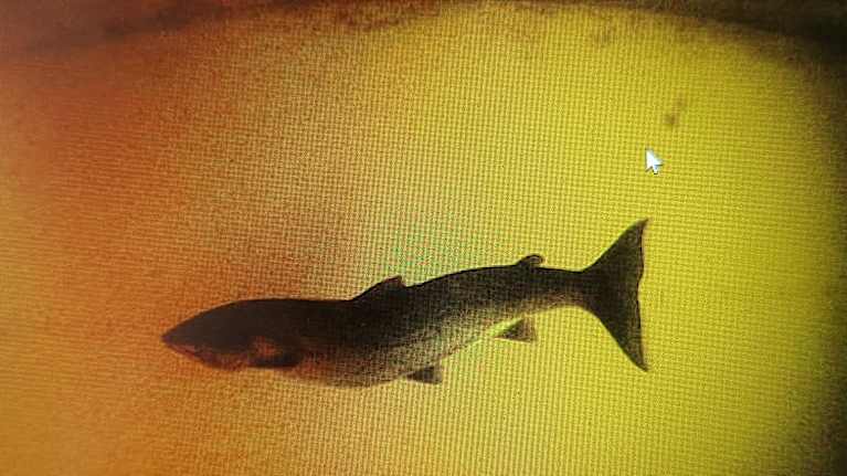Isohaaran kalatien vedenalaisessa kamerassa näkyy epämuodostunut lohi. Kuva on elokuulta 2024.
