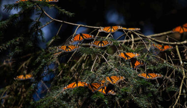 Video: Miljoonat monarkkiperhoset saapuivat talvehtimaan Meksikon metsiin - Yle