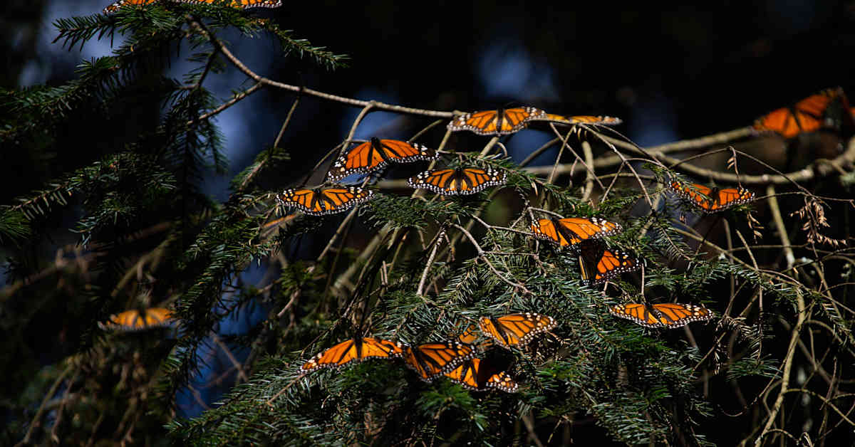 Video: Miljoonat monarkkiperhoset saapuivat talvehtimaan Meksikon metsiin - Yle