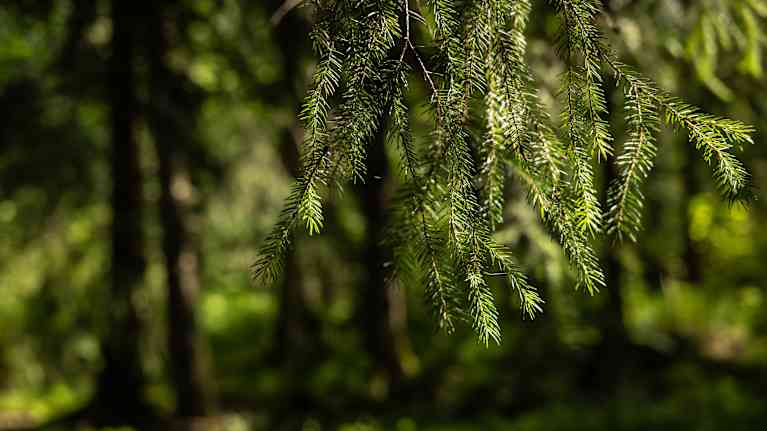 Kuusenhavuja, taustalla metsää. 