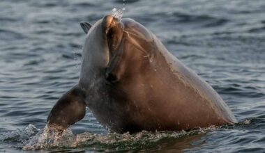 Turisteja ihastuttava Mimmo-delfiini valitsi vaarallisen kodin Venetsiasta | Uutisia lyhyesti