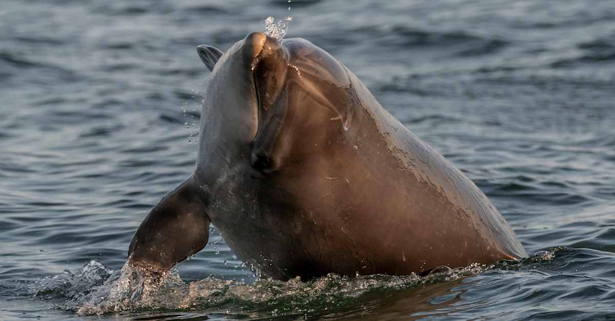 Turisteja ihastuttava Mimmo-delfiini valitsi vaarallisen kodin Venetsiasta | Uutisia lyhyesti