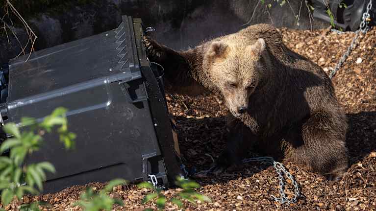 Karhu kaatuneen roskalaatikon vieressä.
