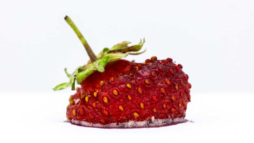 Osittain homeen peittämä suomalainen mansikka.