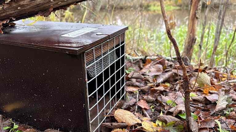 Minkkien pyyntiin käytettävä loukku on sijoitettu maastoon vesistön läheisyyteen.