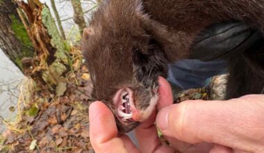 Villiminkki on iso uhka Suomen linnustolle – riistakeskus patistaa mökkiläisiä pyytäjiksi | Kotimaa