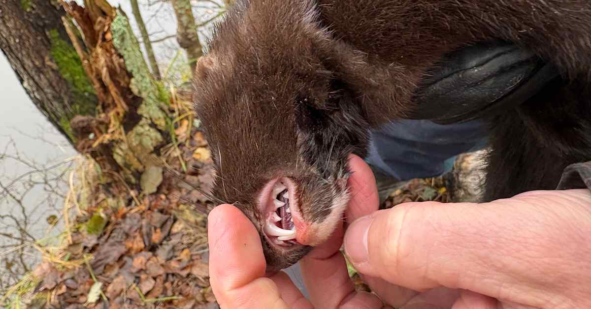 Villiminkki on iso uhka Suomen linnustolle – riistakeskus patistaa mökkiläisiä pyytäjiksi | Kotimaa