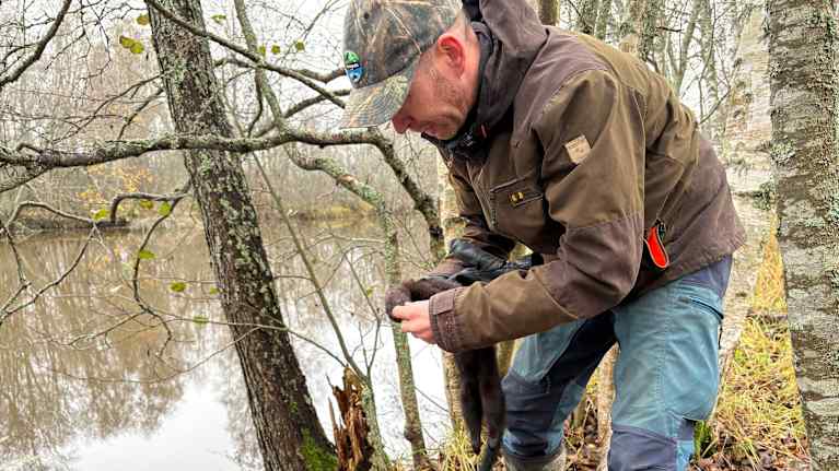 Minkkiloukun tarkastusta joen rannalla: Mies tutkii luoukkuun kuollutta minkkiä.