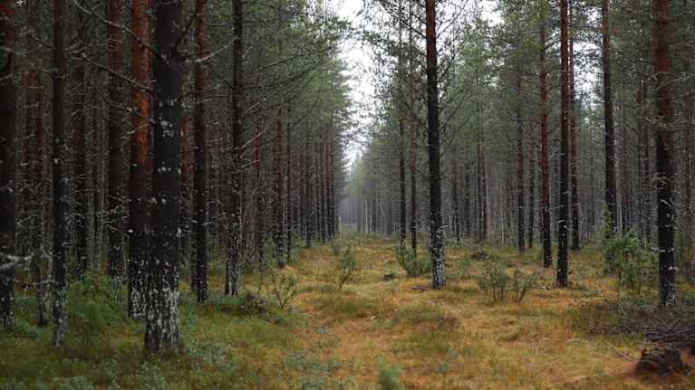  Metsän keskellä kulkee kapea polku, jota reunustavat suorat puut. Polun varrella näkyy oranssi merkki, joka erottuu hämärässä maisemassa.