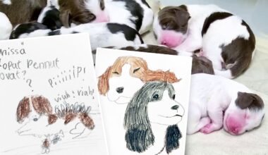 Pentulive ilahduttaa syksyn pimeydessä ja muutokset radiossa herättävät tunteita – Usein kysyttyä – yle.fi