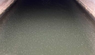 Töölönlahdelle sumppuun jääneille kaloille avattiin reitti, mutta melu huolettaa edelleen alueen toimijoita | Kotimaa