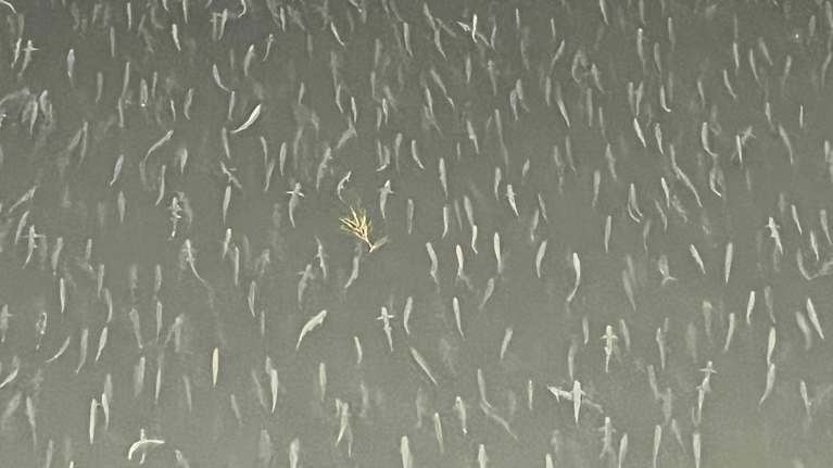 Kuvassa näkyy suuri määrä kaloja vedessä. 