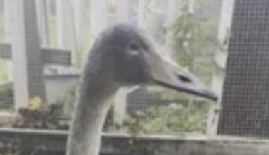 Mikkeliläinen villieläinhoitaja suree liian kesyjä potilaitaan – toivoo, että muut joutsenet opettavat poikasen tavoille | Etelä-Savo