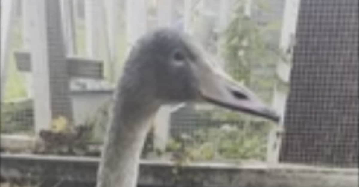 Mikkeliläinen villieläinhoitaja suree liian kesyjä potilaitaan – toivoo, että muut joutsenet opettavat poikasen tavoille | Etelä-Savo