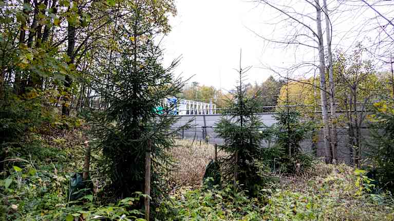 Parimetrisiä kuusentaimia aukossa, jonka ympärillä isompia puita. Taustalla autotien meluvalli.