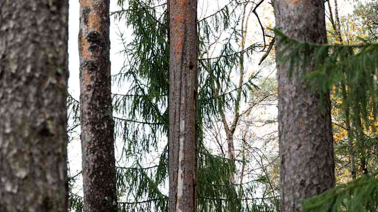 Männynrunkoja ja muita puita. Keskellä vaurioitunut mänty, jonka kuoressa menee pitkä repeämä.