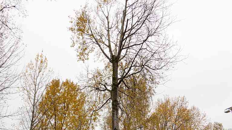 Osin lehtensä pudottanut latvasta leikattu haapa päiväkodin pihalla.