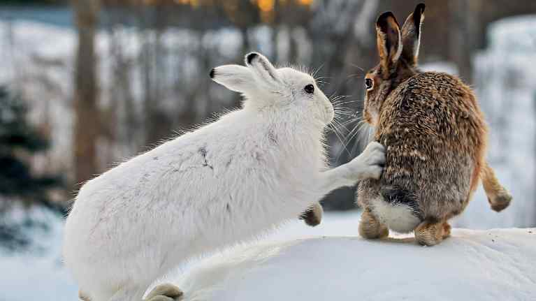 Valkoinen metsäjänis tuuppaa etukäpälällä ruskeaa rusakkoa. Kuvassa on talvi.